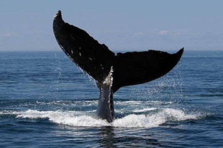 Whale watching Tours Costa Rica