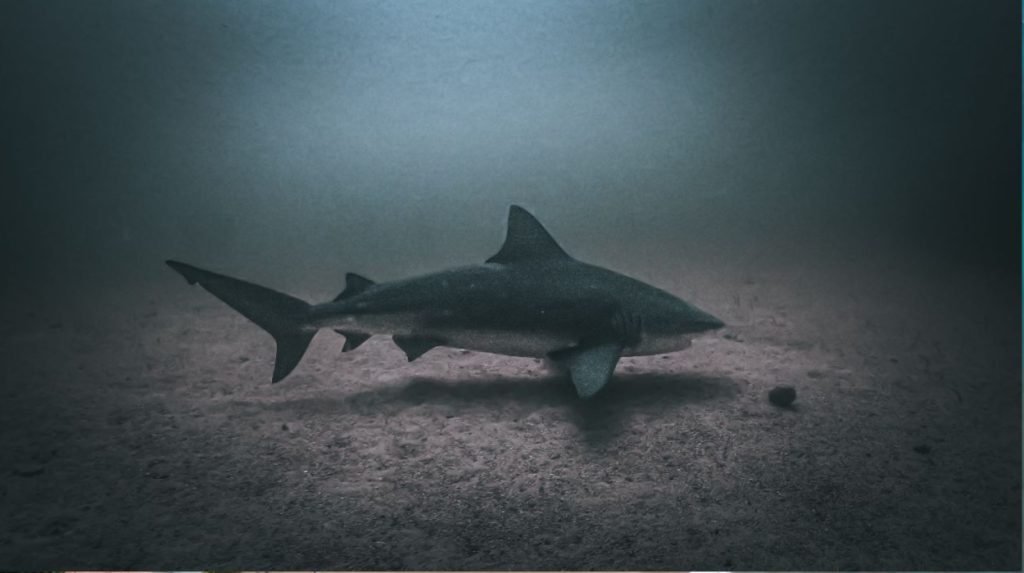 Bull Shark at Big Scare Dive spot
