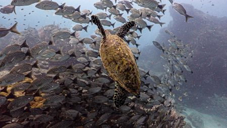 Caño Island Tour from Drake Bay Costa Rica