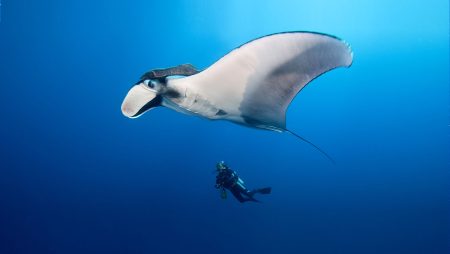 Dive ith the Giant Manta at Catalina Islands Costa Rica