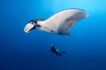 Dive ith the Giant Manta at Catalina Islands Costa Rica