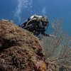 Diving Jaco Beach Costa Rica