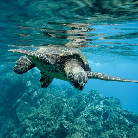 Snorkeling at Catalina Islands