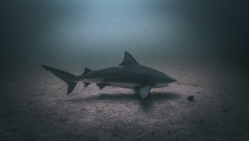 bull shark