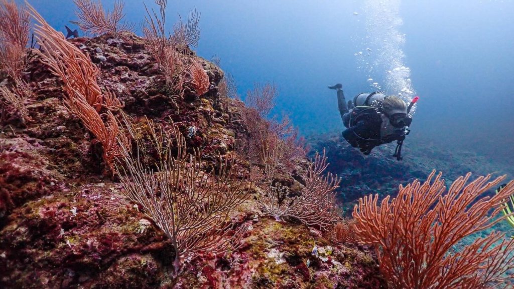 Diver swimming at the bottom with sea fans in the foreground.