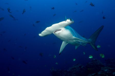 A hammerhead shark gracefully swims towards the camera as it moves through the water.