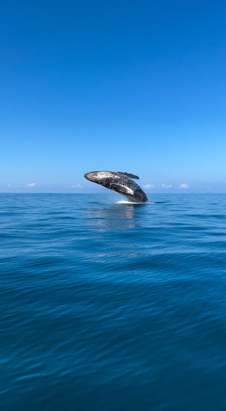 Whale Watching Tour from Uvita