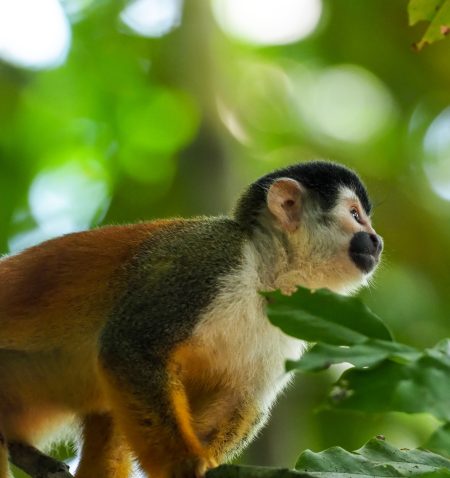 Corcovado Tour in Costa Rica